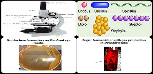 Practical Microbiology PC screenshot