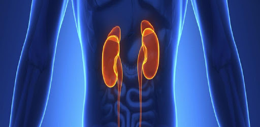 Nephrology Basics PC screenshot