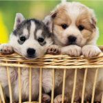 Cute Puppy Wallpapers HD for PC Cute Puppy Wallpapers HD for PC