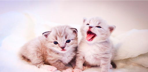 Cute Kitten Wallpapers HD PC screenshot Cute Kitten Wallpapers HD PC screenshot