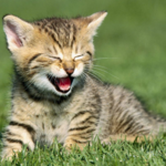 Cute Kitten Wallpapers HD for PC Cute Kitten Wallpapers HD for PC