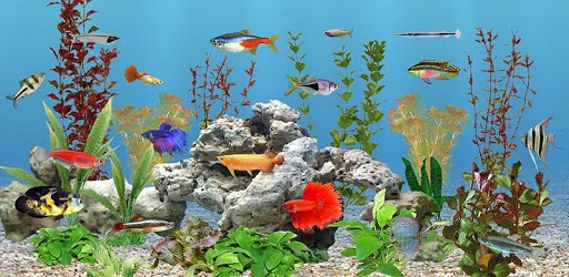 aniPet Freshwater Live WP PC screenshot