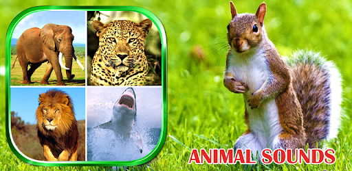 Animals Sounds PC screenshot