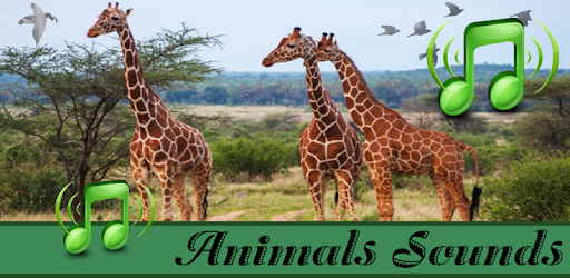 Real Animal & Natural Bird Sounds PC screenshot