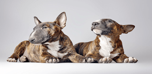 Bull Terrier Wallpapers PC screenshot