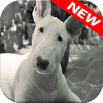 Bull Terrier Wallpapers icon