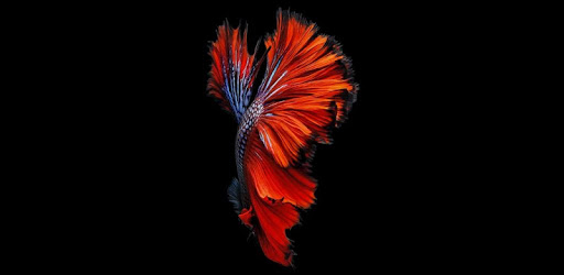 Fish 3D Live Wallpaper PC screenshot
