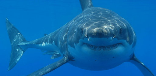 Shark Megalodon PC screenshot
