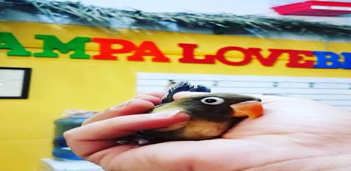 TAMPALOVEBIRDS PC screenshot