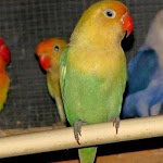 TAMPALOVEBIRDS for PC