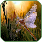 Dragonfly Wallpaper for PC