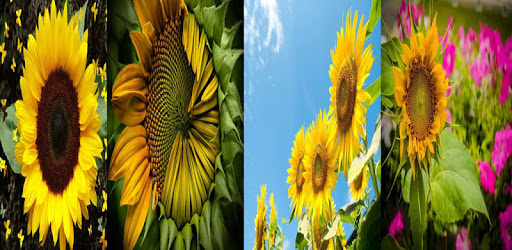 Sunflower Wallpaper PC screenshot