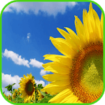 Sunflower Wallpaper for PC