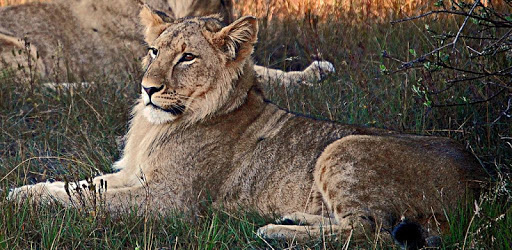 Animal Sounds & Ringtones PC screenshot