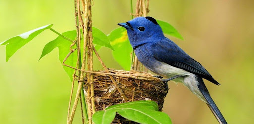 Bird Sounds & Ringtones PC screenshot