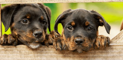 Tile Puzzles · Puppies PC screenshot Tile Puzzles · Puppies PC screenshot