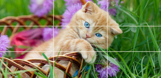 Puzzle - kittens PC screenshot Puzzle - kittens PC screenshot