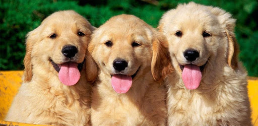 Puzzle - Puppies PC screenshot