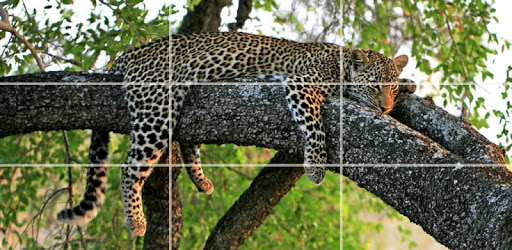 Puzzle - Wild animals PC screenshot Puzzle - Wild animals PC screenshot