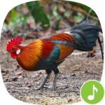Appp.io - Red jungle fowl crowing icon