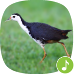 Appp.io - White-breasted waterhen Calls icon