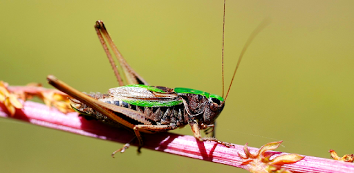 Crickets sounds PC screenshot Crickets sounds PC screenshot
