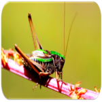 Crickets sounds for PC Crickets sounds for PC