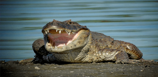 Crocodile sounds PC screenshot Crocodile sounds PC screenshot