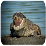Crocodile sounds icon