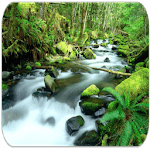 RainForest sounds for PC RainForest sounds for PC