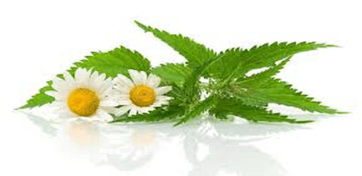Homeopathy in 3 Languages PC screenshot