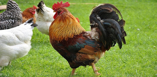 Rooster Sounds PC screenshot
