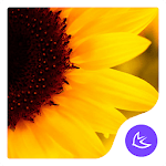 Sunflower APUS launcher theme for PC Sunflower APUS launcher theme for PC