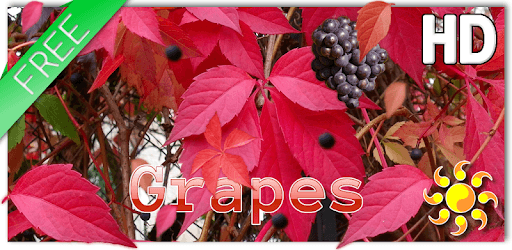 Autumn Grapes LWP PC screenshot