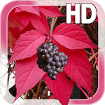 Autumn Grapes LWP for PC