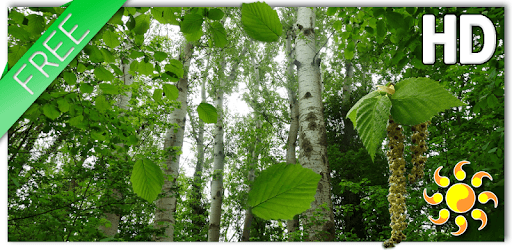 Birch Forest LWP Free PC screenshot Birch Forest LWP Free PC screenshot