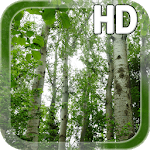 Birch Forest LWP Free for PC Birch Forest LWP Free for PC