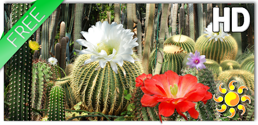 Cactus Flowers LWP PC screenshot