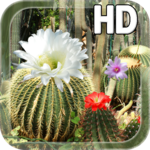 Cactus Flowers LWP for PC