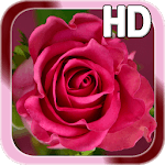 Rose Love Live Wallpaper for PC
