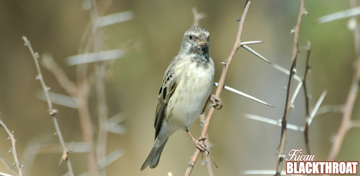 Serinus Atrogularis PC screenshot