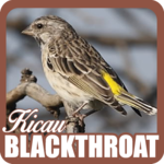Serinus Atrogularis for PC