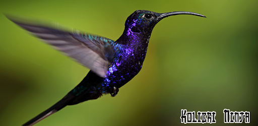 purple throated sunbird PC screenshot
