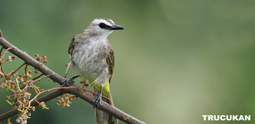 Yellow Vented Bulbul PC screenshot Yellow Vented Bulbul PC screenshot