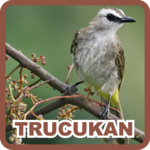 Yellow Vented Bulbul for PC Yellow Vented Bulbul for PC
