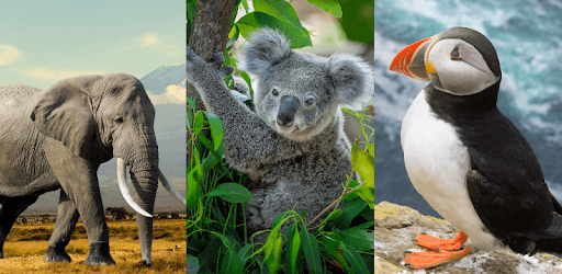 Animals Quiz - Learn All Mammals, Birds and more! PC screenshot