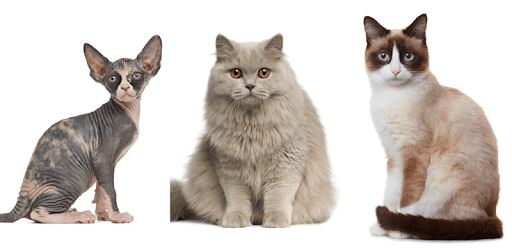 Cats Quiz - Guess Photos of All Popular Cat Breeds PC screenshot
