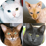 Cats Quiz - Guess Photos of All Popular Cat Breeds icon