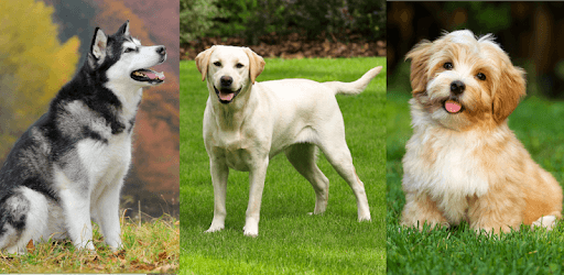 Dogs Quiz - Guess Popular Dog Breeds on the Photos PC screenshot
