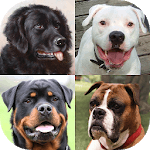 Dogs Quiz - Guess Popular Dog Breeds on the Photos icon